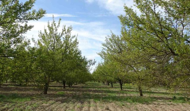 Ağaçlara su püskürtülerek uygulanan buzlama yöntemi zirai donu engelledi