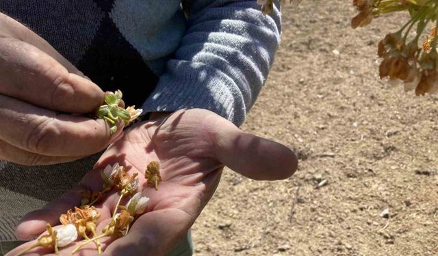 Dünya sofralarını süsleyen ‘Napolyon’ kirazını don vurdu