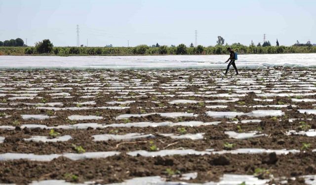 Karpuz üretiminin lideri Adana’da çiftçiler 10 lira fiyat bekliyor