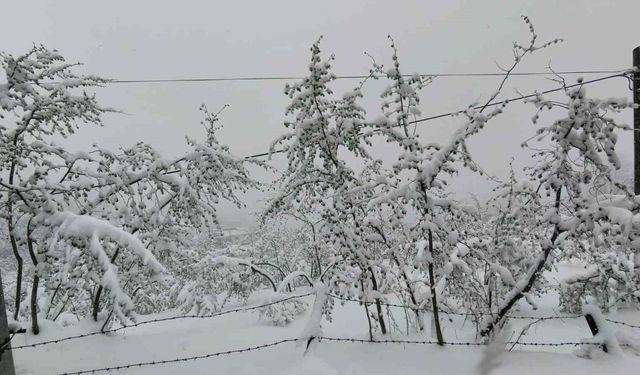 Ordu’da fındığı don vurdu: Rekolte yüzde 50’nin altına düşebilir