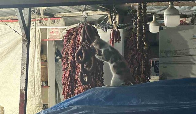 Şarküteri tezgahında sucuğun tadını çıkaran kedi kameraya yakalandı