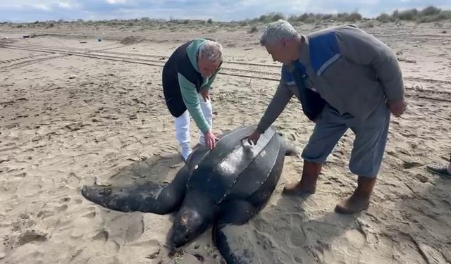 Deri sırtlı kaplumbağanın boyutu hayrete düşürdü