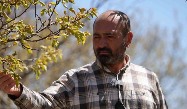 Zirai don, meyve bahçelerinde ürün bırakmadı