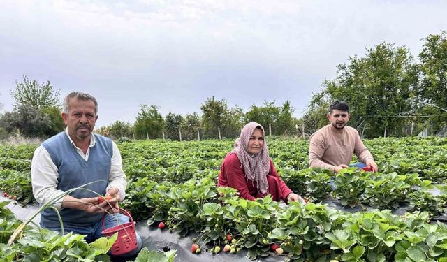 Zirai dondan ateş yakarak kurtardığı çileğin hasadına başladı