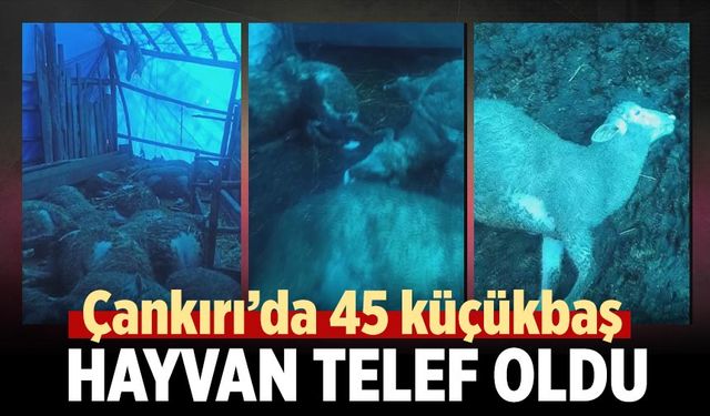 Çankırı’da 45 küçükbaş hayvan telef oldu