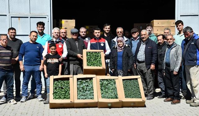 Çankırılı üreticilere 110 bin adet sebze fidesi desteği veridi