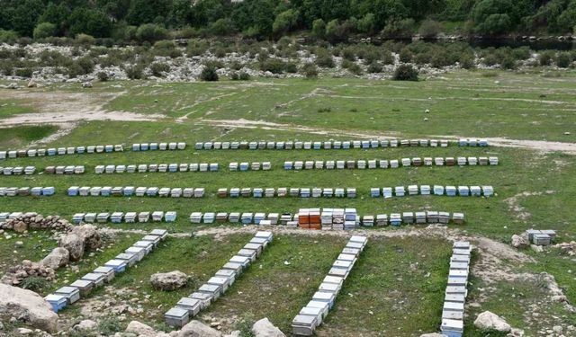 Arıcılar doğal bal için yollarda