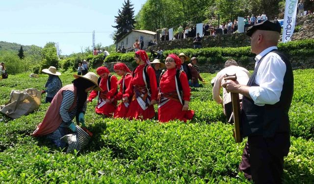 Kemençe eşliğinde çay hasat şenliği yapıldı