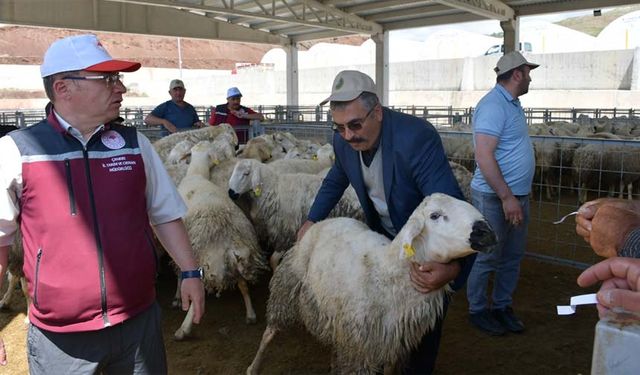 Çankırı’da küçükbaş hayvancılığa destek: 173 damızlık koç ve toklu dağıtıldı