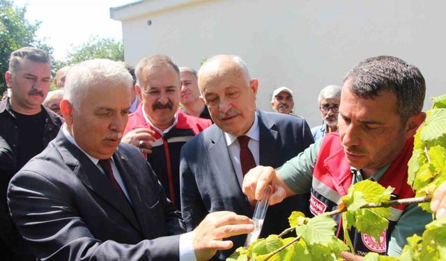 İstilacı kokarcaya karşı samuray arısı umudu