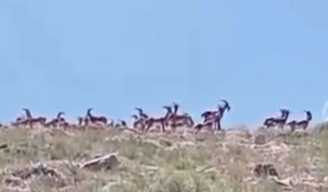 Malatya’da sürü halindeki yaban keçileri görüntülendi