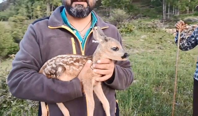Ormanda bulunan ceylan, keçi sütüyle hayata tutundu