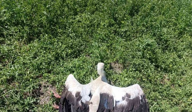 Yonca tarlasında yaralı leylek bulundu