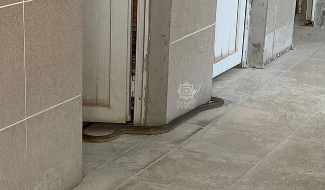 Çankırı’da işçi tuvaletinden yılan çıktı
