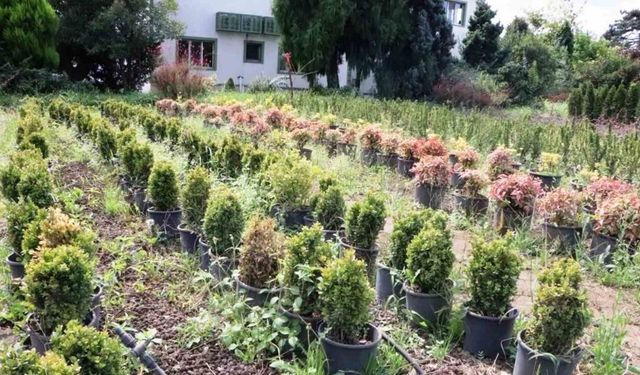 Samsun’da üretilen fidanlarla Türkiye nefes alıyor