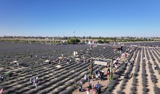 Türkiye’nin en büyük Lavanta Bahçesi’nde festival coşkusu