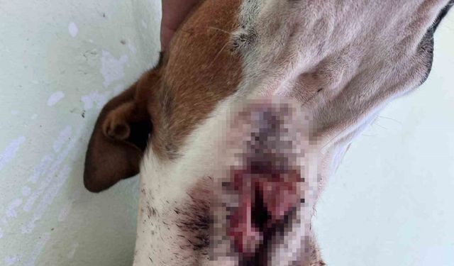Yaban domuzları köpekleri hedef aldı