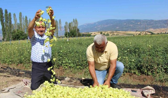 Amasya’nın tescilli bamyasına Afrika’dan rakip çıktı