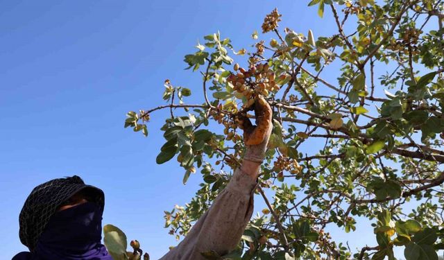 Diyarbakır’da ‘Yeşil altın’ın hasadına başlandı