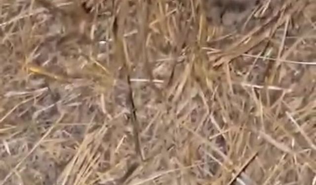 Elazığ’da sarıkız örümceği ile kedinin mücadelesi kamerada