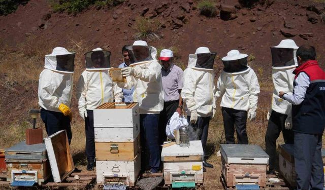 Erzincan’da Geven Balı hasadı yapıldı
