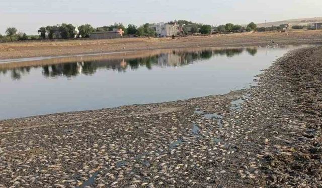 Mardin’de gölet suyu çekildi, binlerce balık telef oldu
