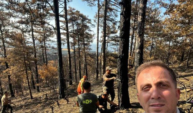 Sakarya’da yanan ormanlık alanlar tekrar haya dönüyor