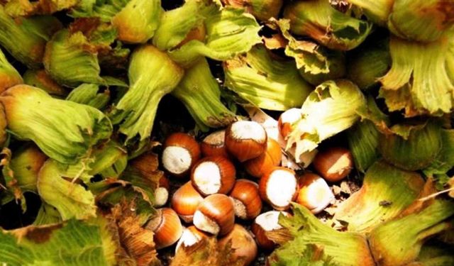 Samsun’da fındık hasadı başladı: File yöntemi maliyeti düşürüyor, kaliteyi artırıyor