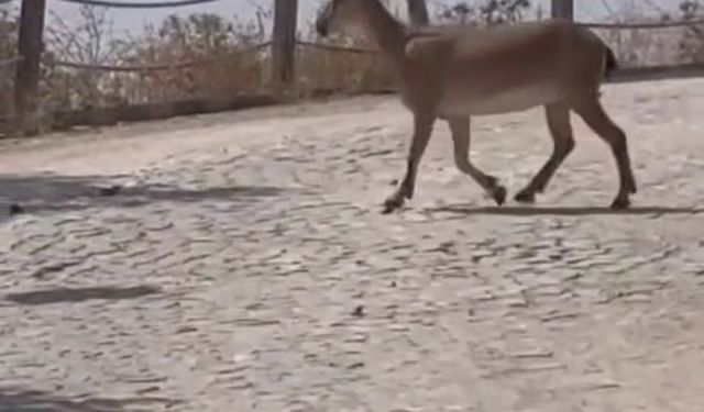 Tarihi Harput Mahallesi’nde dağ keçileri görüldü