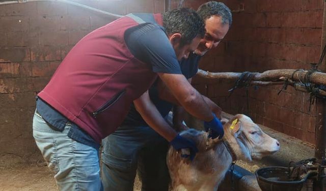 Çankırı’da büyükbaş hayvanlar şap hastalığına karşı aşılanıyor