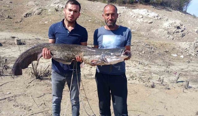Baraj gölünde dev yayın balığı yakaladılar