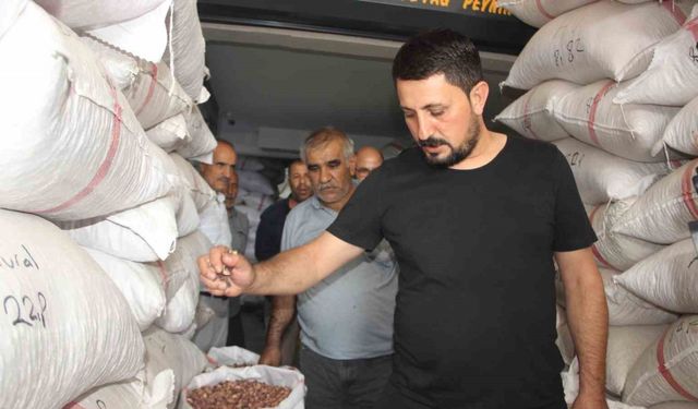 Fıstıkta rekolte düştü