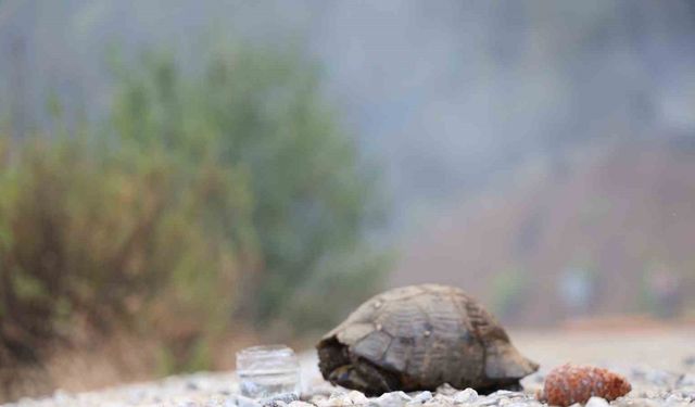 Dağ taş yandı, yangından kurtulan hayvanlar ateşsiz alan aradı