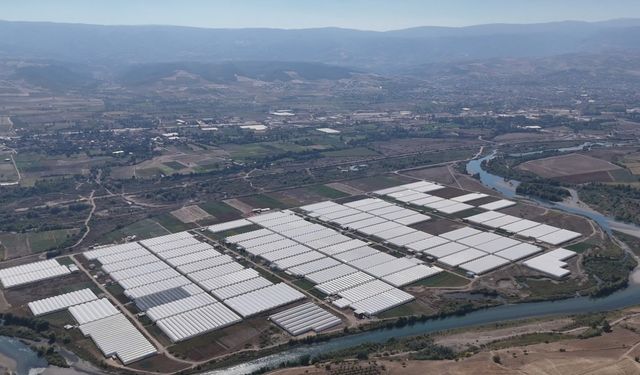 Tokat çiçekçilikte bölge lideri oldu; 600 dekarda 20 çeşit çiçek yetiştiriliyor