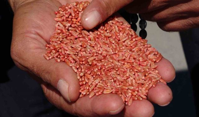Van’da tarıma destek: 3 yılda 11 bin 322 ton tohum dağıtıldı