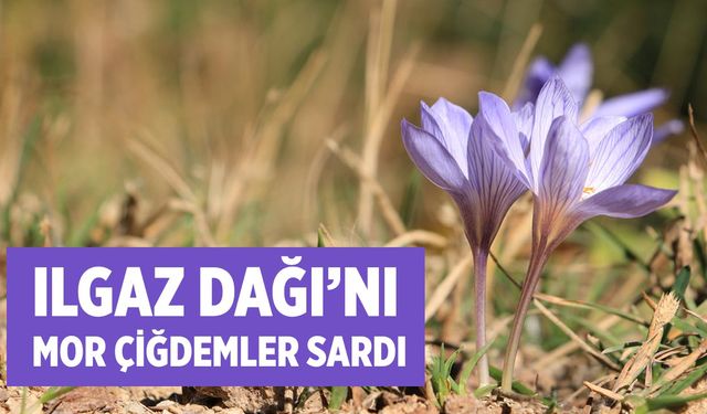 ÇEVRE
