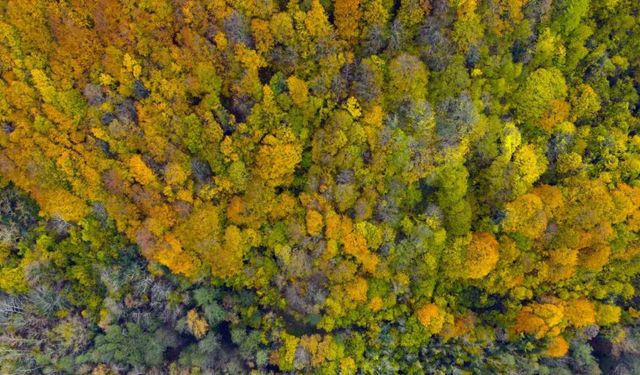 Ağaç tünel yol Safranbolu ve Amasra arasında köprü oluşturuyor