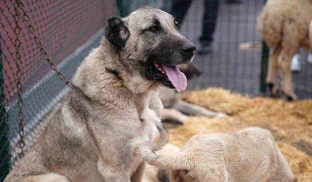 Keçiören’de "Anadolu’ya Açılan Kapı Sivas Günleri" başladı