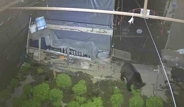 Marul çadırında şaşırtan misafir: Yavru ayı iki gecedir marul ziyafeti çekiyor