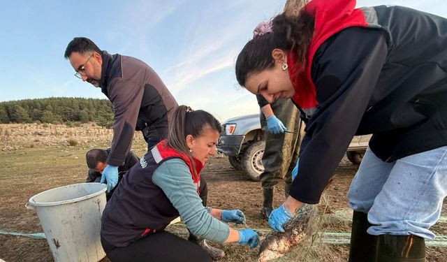 Bolu’da 5 kilometrelik hayalet ağ toplandı: 500 balık canlı kurtarıldı