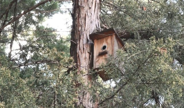 Ankara’nın parklarını mesken tutan yeşil papağanlar sert iklim şartlarında hayatta kalmayı başarıyor