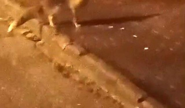 Elmadağ’da aç kalan tilkiler şehir merkezine indi