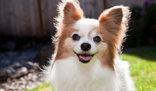 Apartman Yaşamı İçin En Uygun 15 Küçük Köpek Irkı