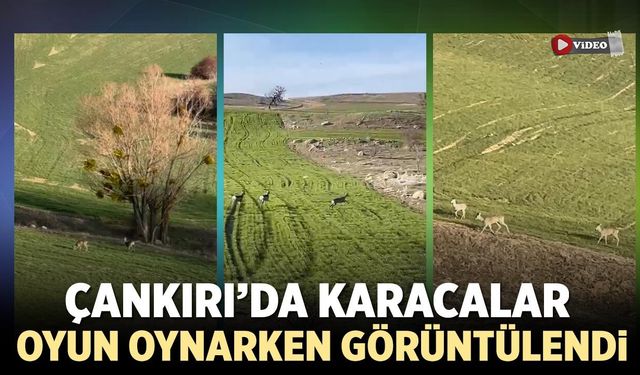 Çankırı’da Karacalar oyun oynarken görüntülendi