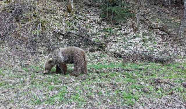 Kış uykusundan uyanan ayılar, ormanlık alanda beslenirken görüntülendi