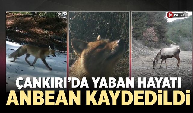 ÇEVRE