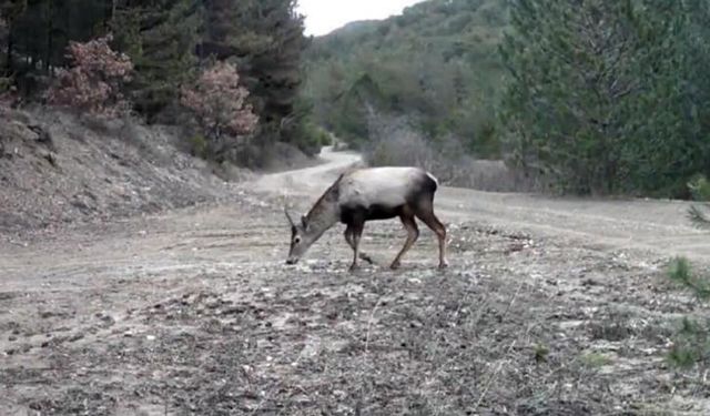 Çankırı Ormanlarında Yaban Hayatı Fotokapanlara Yansıdı