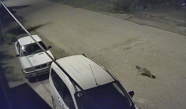 Çankırı'da aç kalan tilki mahalleye indi