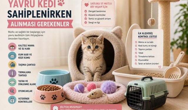 Yavru Kedi Sahiplenirken Alınması Gerekenler
