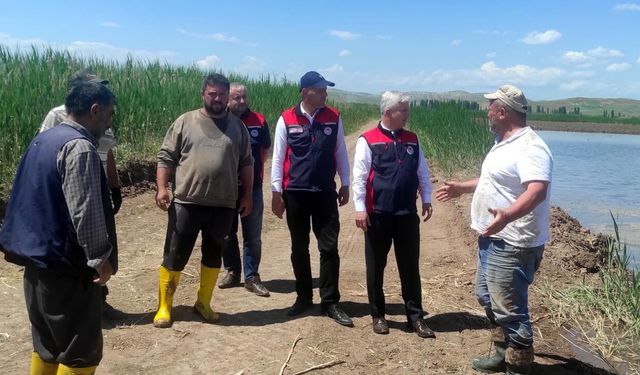 İl Müdürü Candan Kızılırmak'ta Çeltik Tarlalarını İnceledi
